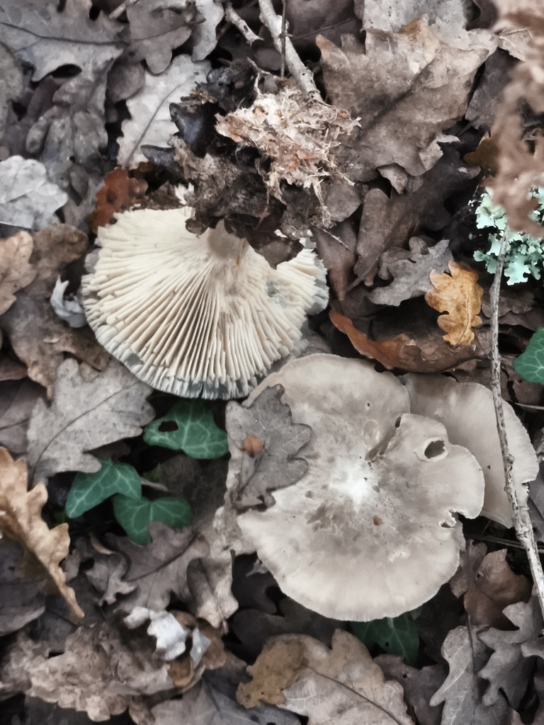 Clitocybe nebularis · December 2025 · photo: © jose_castro (iNaturalist, CC)