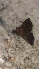 Phlyctaina irrigualis