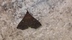 Phlyctaina irrigualis