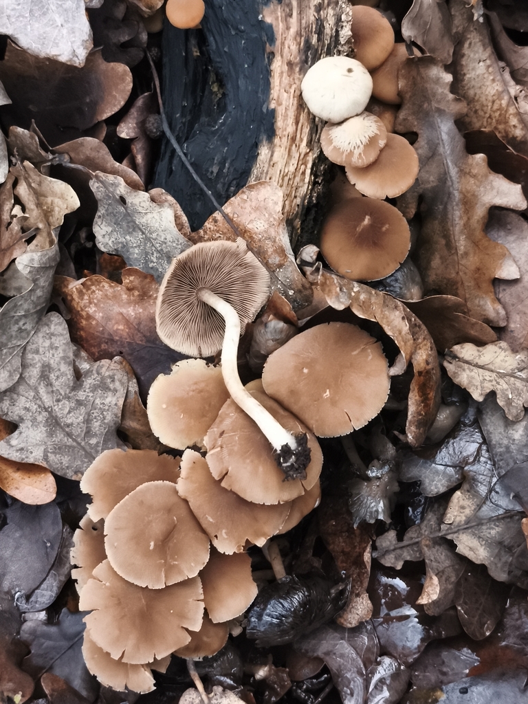 Psathyrella piluliformis · December 2025 · photo: © jose_castro (iNaturalist, CC)