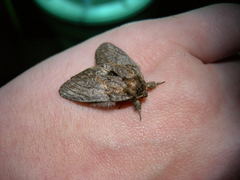 Peridea basitriens
