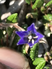 Campanula uniflora