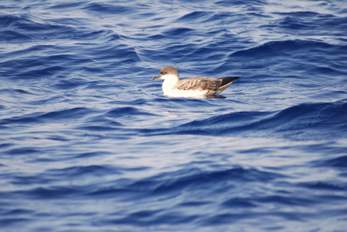Pardela capirotada (Ardenna gravis)