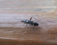 Pseudoxenetus regalis