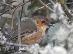 Grallaria quitensis