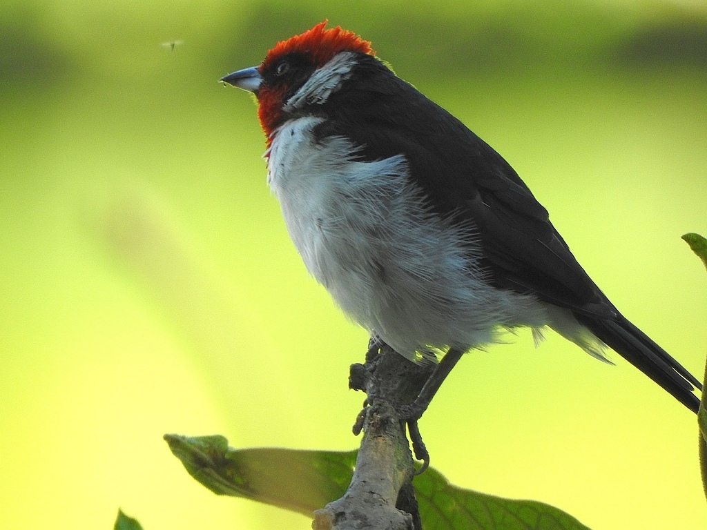 Masked Cardinal