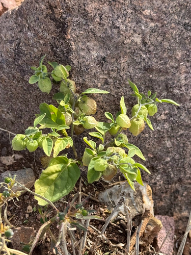 Netted Globecherry (Physalis solanacea)