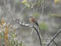 Ochthoeca fumicolor