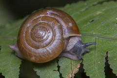 Macrochlamydinae