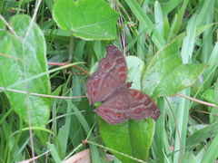 Junonia goudotii