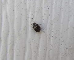 Anthrenus fuscus