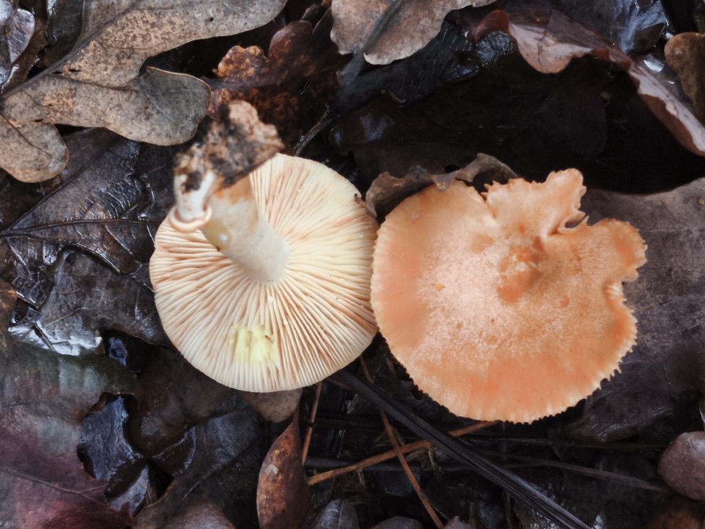 Lactarius chrysorrheus · December 2025 · photo: © jose_castro (iNaturalist, CC)
