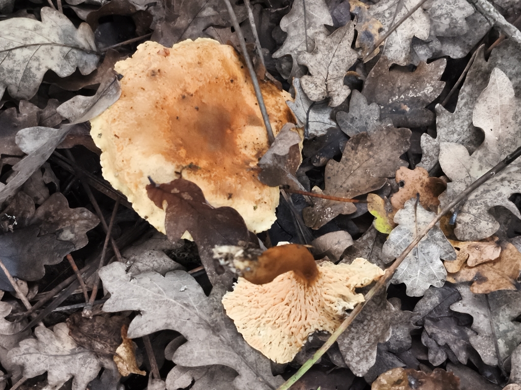 Hygrophoropsis aurantiaca · December 2025 · photo: © jose_castro (iNaturalist, CC)