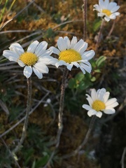 Chrysanthemum integrifolium