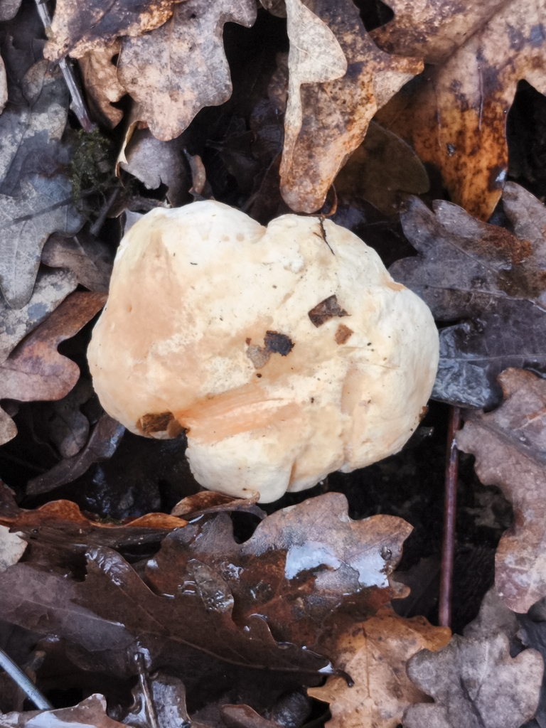 Hydnum repandum · December 2025 · photo: © jose_castro (iNaturalist, CC)