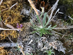 Chrysanthemum integrifolium