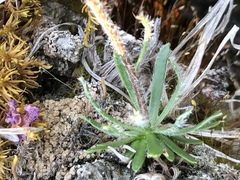Chrysanthemum integrifolium