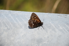 Hipparchia miguelensis