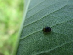 Brachiacantha ursina