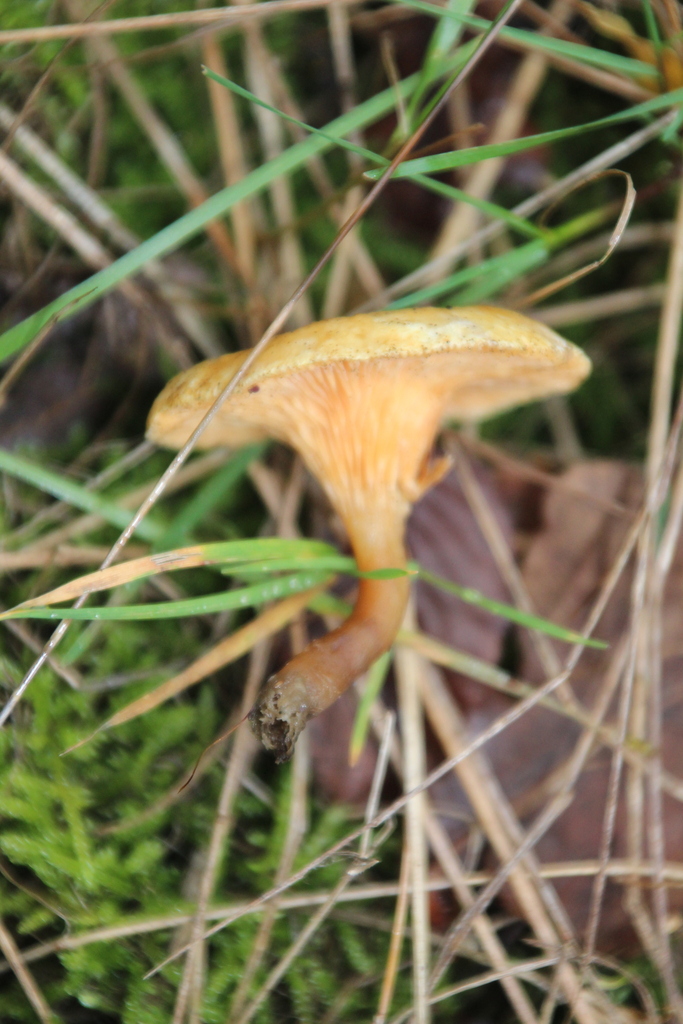 Hygrophoropsis aurantiaca · December 2025 · photo: © erwinsieben (iNaturalist, cc0)