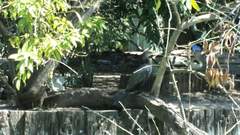 Nannopterum brasilianum