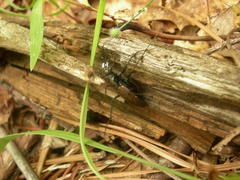Apterodela unipunctata