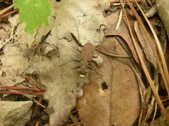 Apterodela unipunctata