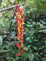 Heliconia dielsiana
