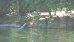 Nannopterum brasilianum