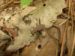 Apterodela unipunctata