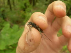 Apterodela unipunctata