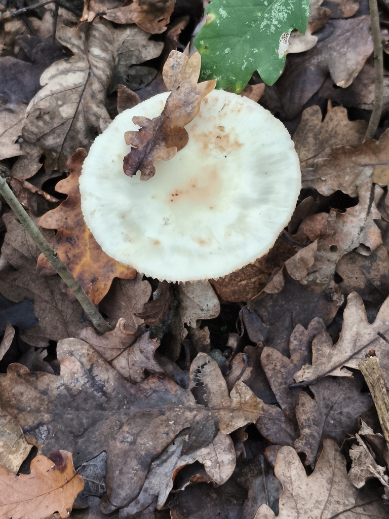 Amanita citrina · December 2025 · photo: © jose_castro (iNaturalist, CC)