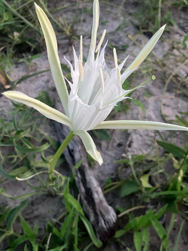 Pancratium tenuifolium, photograph 4