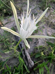 Pancratium tenuifolium, photograph author not stated, no rights reserved