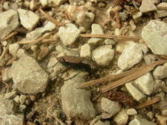 Apterodela unipunctata