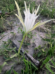 Pancratium tenuifolium, photograph author not stated, no rights reserved