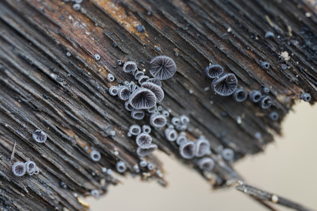 Resupinatus applicatus · December 2025 · photo: © brandonjjohnson (iNaturalist, cc-by)