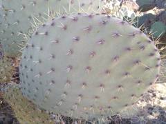 Opuntia
