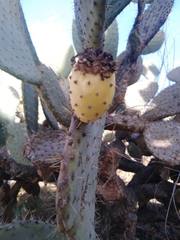 Opuntia