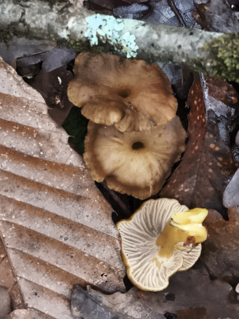 Craterellus tubaeformis · December 2025 · photo: © jose_castro (iNaturalist, CC)