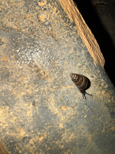 Cochlicella barbara