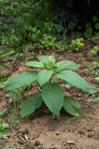 American pokeweed