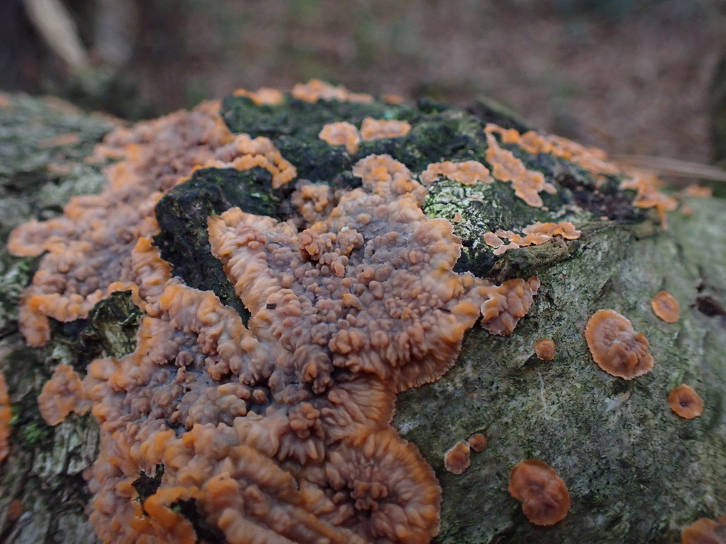 Phlebia radiata · December 2025 · photo: © sturuss (iNaturalist, cc0)