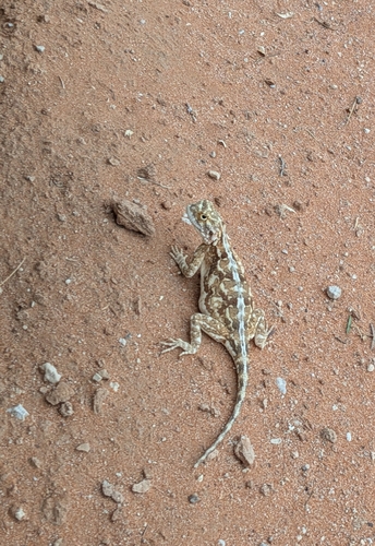 Ground Agama