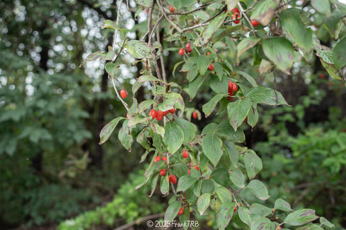 Korean cornel dogwood