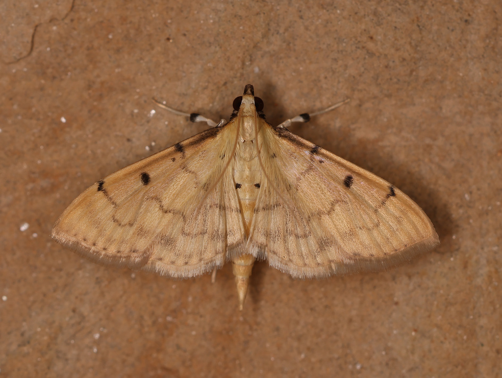 Herpetogramma nigripalpalis