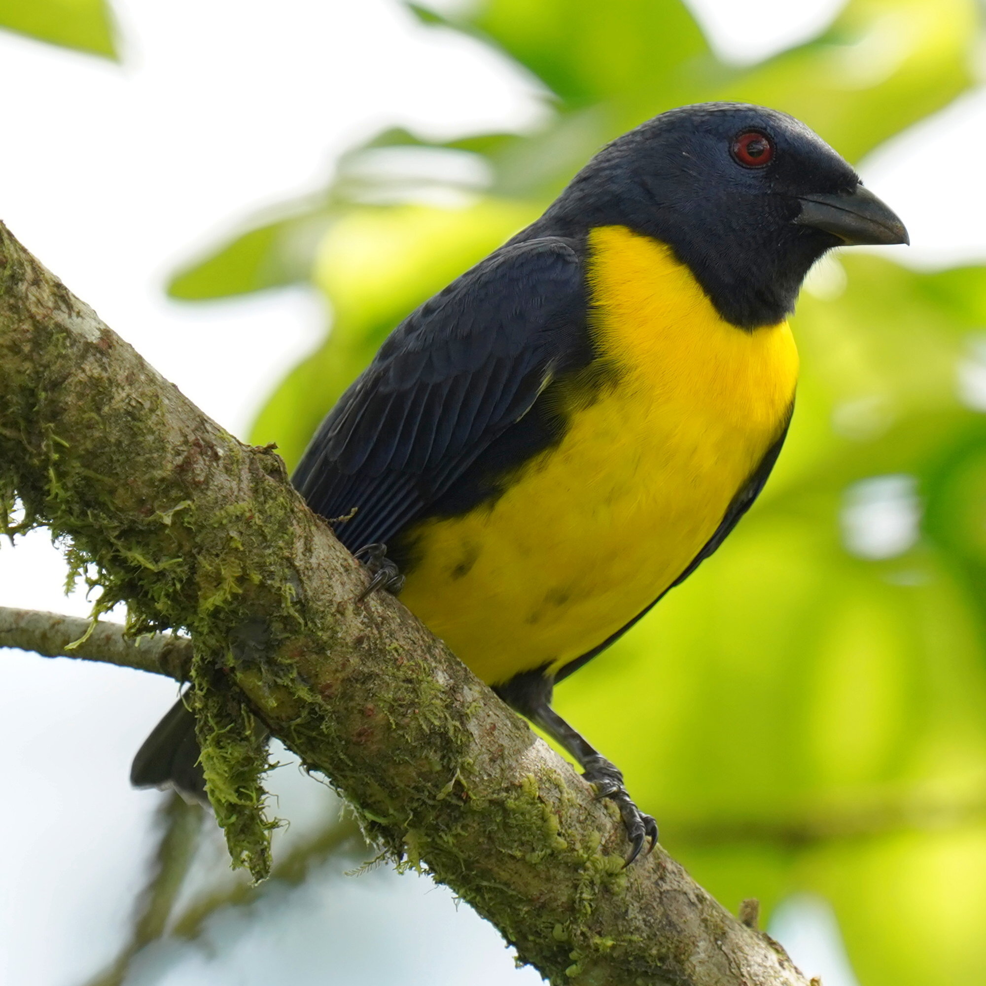 Blue-and-gold Tanager (Bangsia arcaei), photo 9