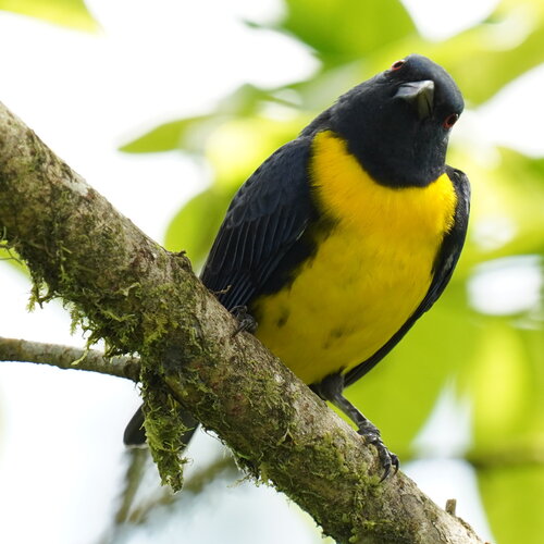 Blue-and-gold Tanager (Bangsia arcaei), photo 4