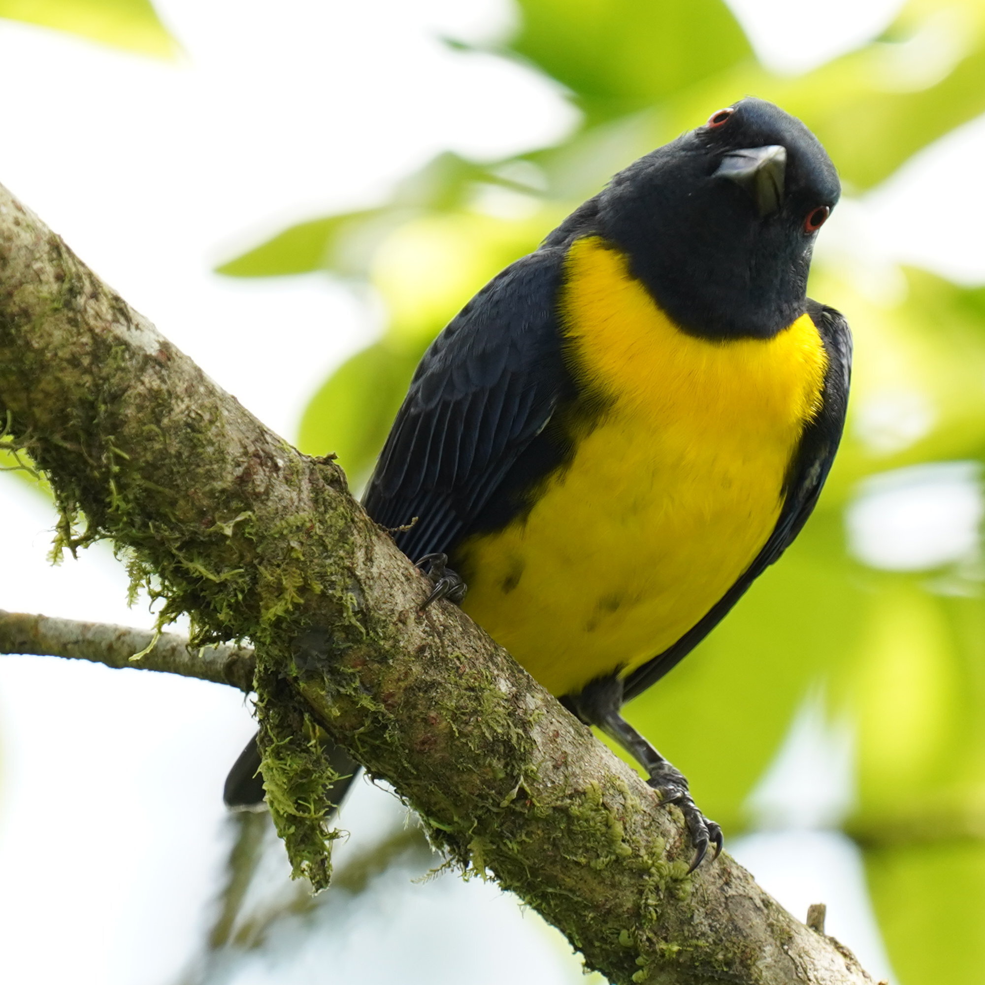Blue-and-gold Tanager (Bangsia arcaei), photo 4
