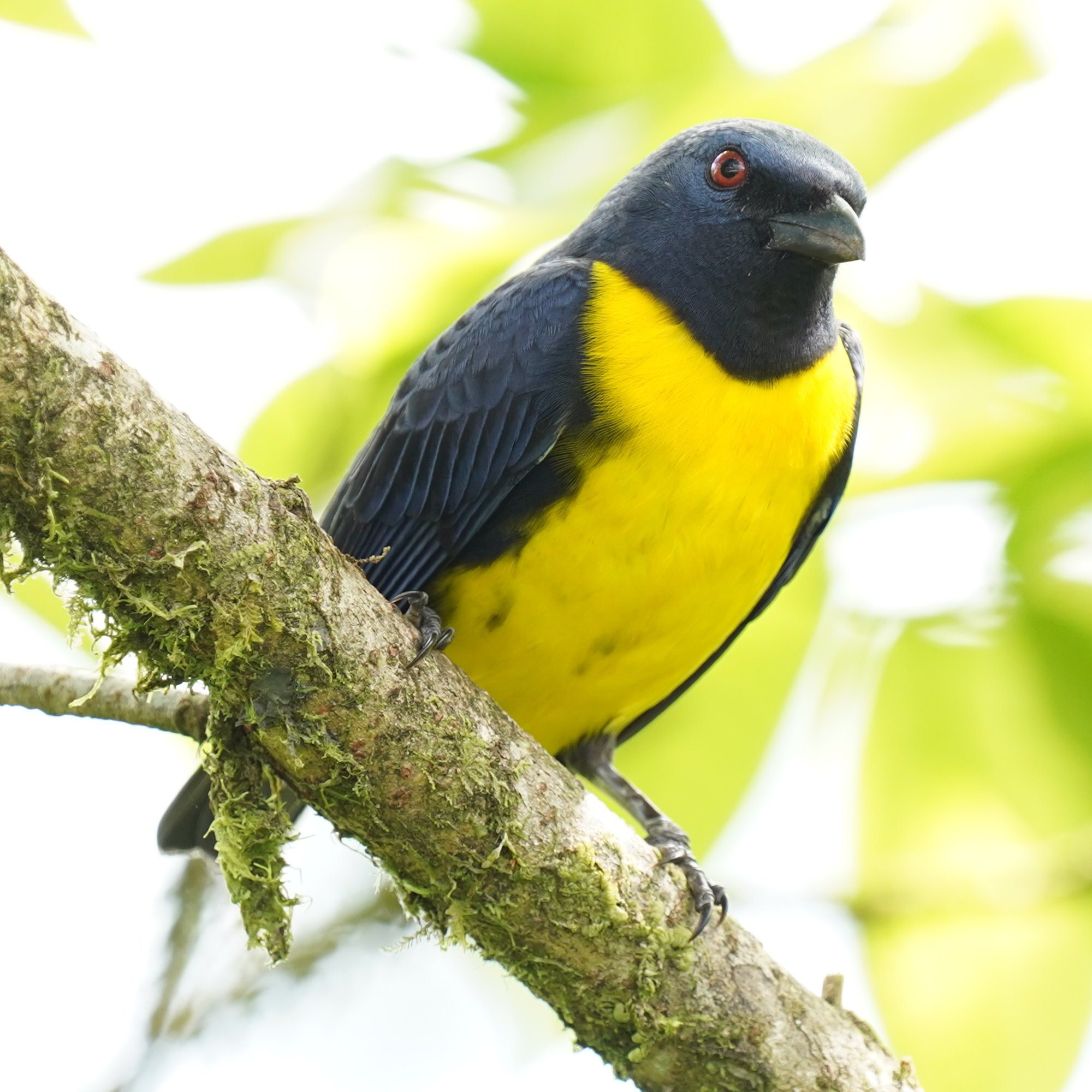 Blue-and-gold Tanager (Bangsia arcaei), photo 3